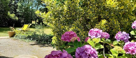 Les hortensias bretons dans le jardin...