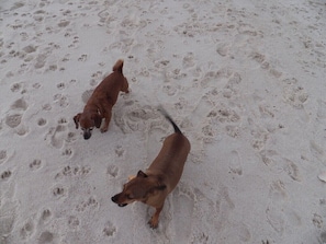 Brings those pups toooo. They are allowed on the beach in Ft Morgan.