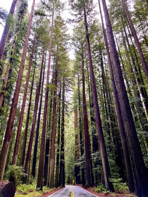 Avenue of the Giants Scenic Route