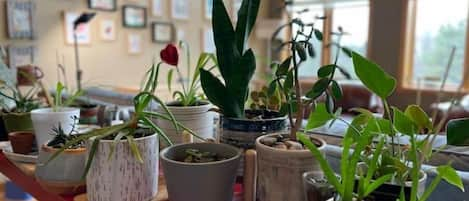 Plants in the living room