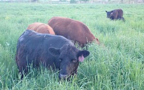 We raise Grassfed Beef and offer children a chance to feed the chickens and cows