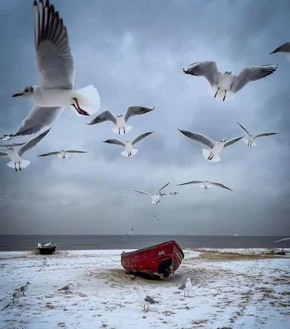 Strand