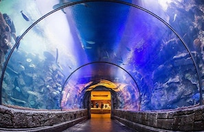 Shark Reef Aquarium