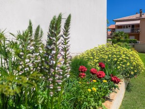 Flower, Plant, Building, Plant Community, Window, Terrestrial Plant, House, Wall, Grass, Shrub