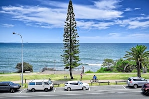 Iconic Pine at Alexandra Headland