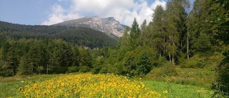 I girasoli ai piedi del Monte Stivo.