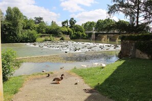 Les bords de l'Adour et la couvée des canards des graverots