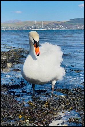 One of the resident Swans