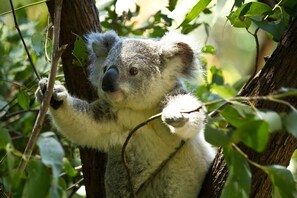 Our Local Wildlife (1)