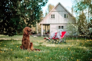 Garden [summer]