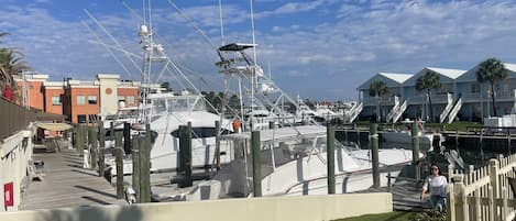 Reel Surprise Marina and fishing charters