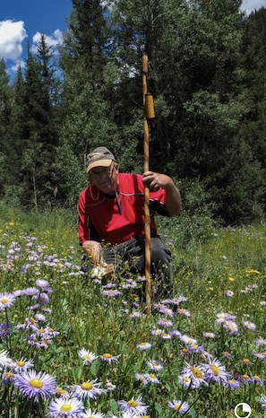 Wildflowers 