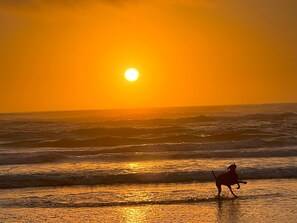 Stella loves the Incredible sunsets on our beach