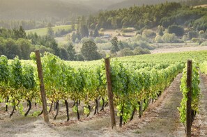 Spend a day exploring the breathtaking scenery at nearby Carlton and Yamhill vineyards or venture to the enchanting wineries in McMinnville, Newberg, or Dundee.