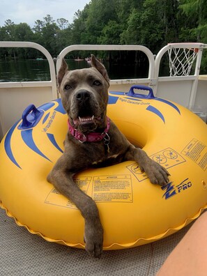 Pet-friendly
