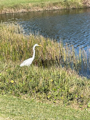 Boendeområde