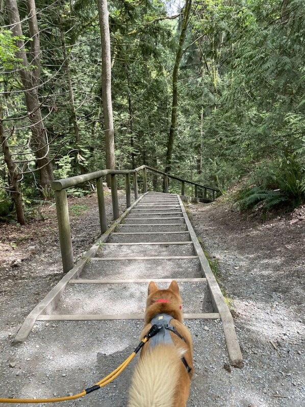 Off-Leash Ravine for your pet just steps away