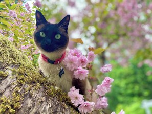 Animaux de compagnie acceptés