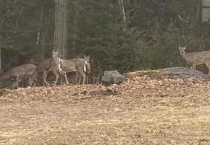 The neighborhood deer gang.
