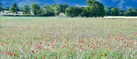 Jardines del alojamiento