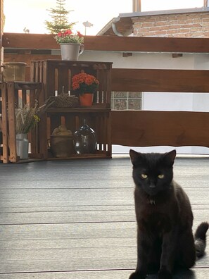 Animaux de compagnie acceptés