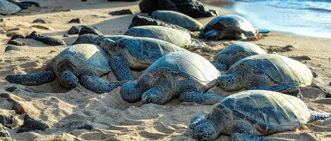 Located by a Hawaiian Green Sea Turtle (Honu) Habitat
