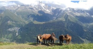 Terrain de l’hébergement 