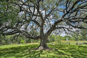 The Old Oaks on the conservation property are plenty, HUGE and beautiful!  Definitely a photo op!!