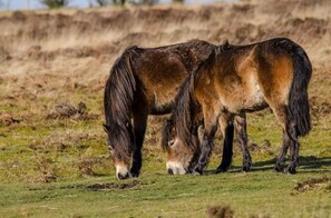 Famous Exmoor Ponies - just a short walk or drive from Woodleigh Cottage. 