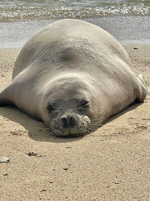 Our seal friend stops by the beachfront condo a lot. 