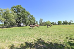 Horse Paddock | Views