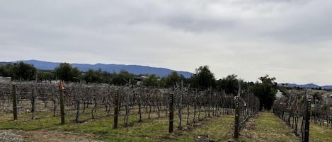 Terrain de l’hébergement 