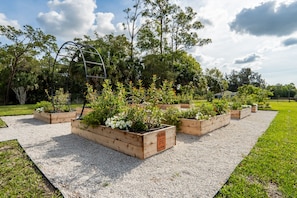  HERBS, FLOWERS & VEGGIES W/ALL PLANTS VITAL TO MONARCH BUTTERFLIES' LIFE STAGES