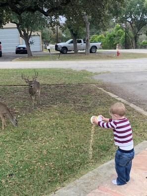 Feel free to grab a scoop or two of corn and feed the deer.
