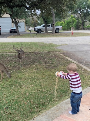 Feel free to grab a scoop or two of corn and feed the deer.