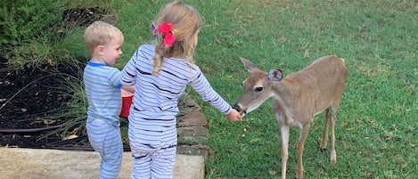 The deer are VERY friendly and will come to visit.
