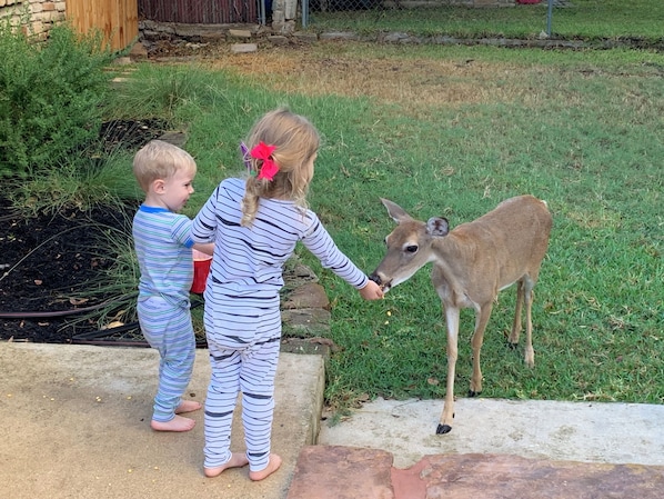 The deer are VERY friendly and will come to visit.