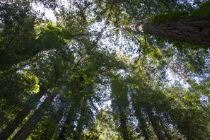 Glorious redwood trees provide shade and air conditioning.