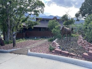 Front Yard (2)