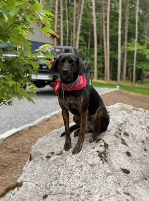 Meet Ella, our lovable, goofy, Plott Hound that roams about the property. 
