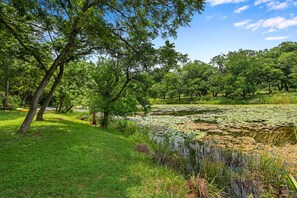 Lily pads in the creek.