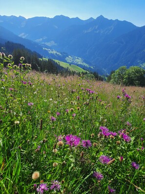Andere