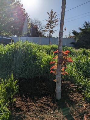 Terrain de l’hébergement 