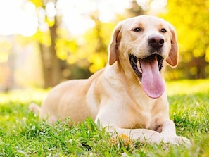 Pet-friendly
