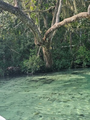 The beautiful homosassa river springs!