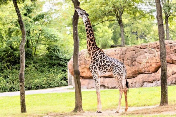 Nashville Zoo