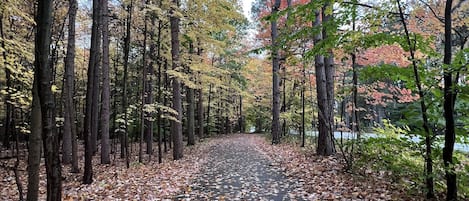 Walking path across the street from home