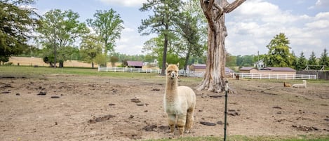 Alpaca awaiting your visit