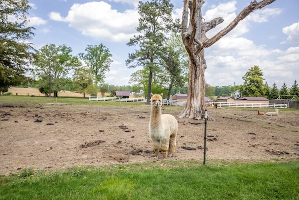 Alpaca awaiting your visit