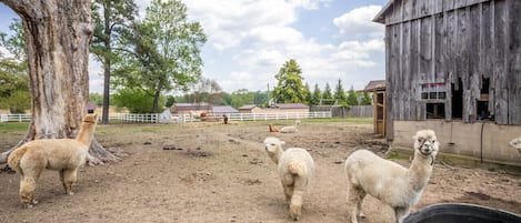 Overnattingsstedets uteområder